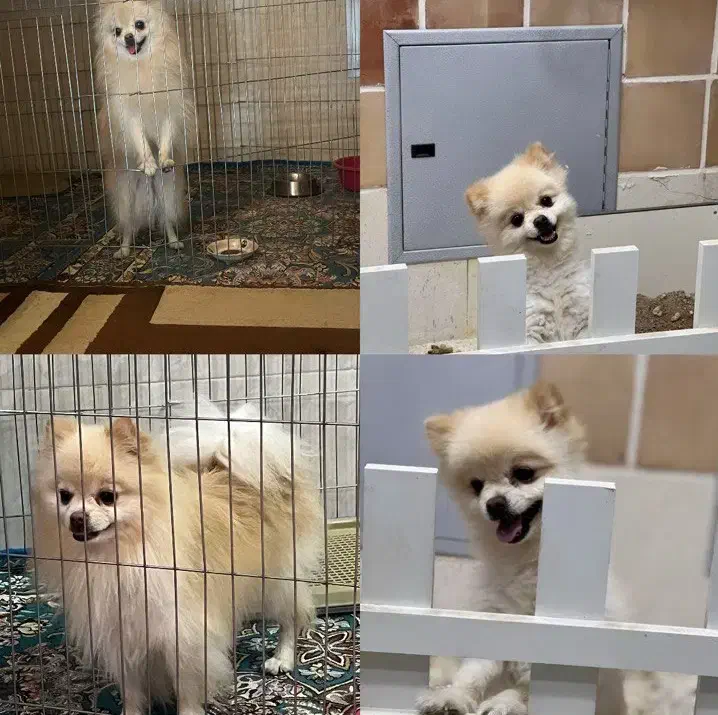 پامر نر|سگ|یزد, |دیوار