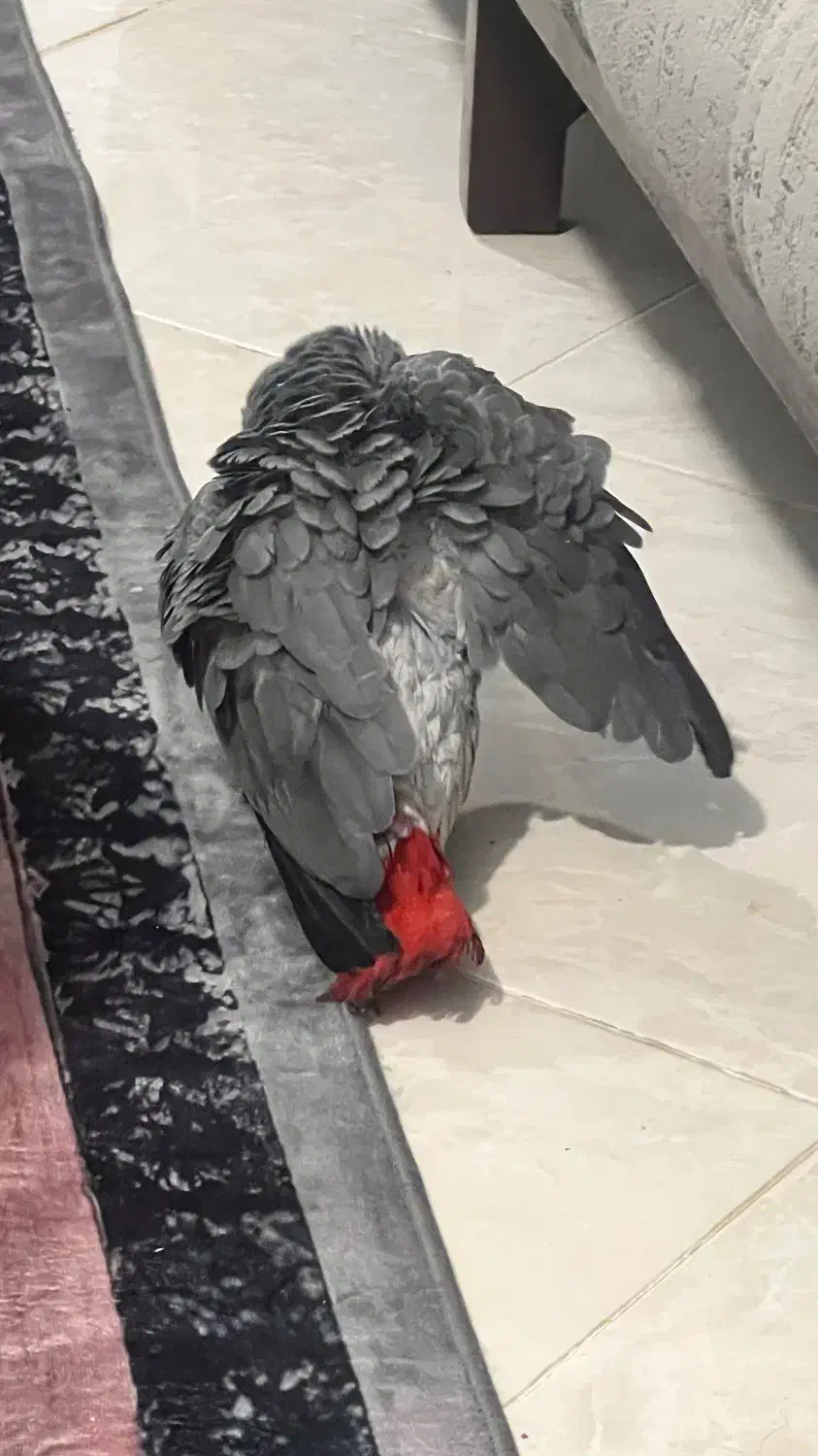 طوطی کاسکو دم قرمز|پرنده|بندرعباس, |دیوار