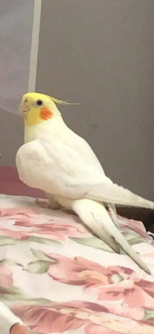 گم شده|پرنده|مرودشت, بهارستان|دیوار