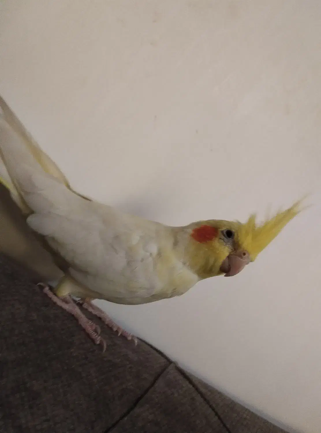 عروس هلندی لوتینو ماده|پرنده|رضوانشهر, |دیوار