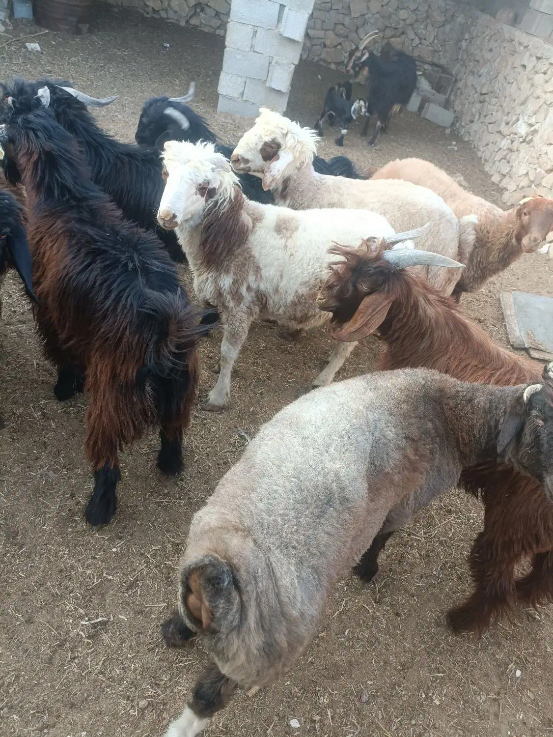 فروش بره و کهره|حیوانات مزرعه|ارم, |دیوار