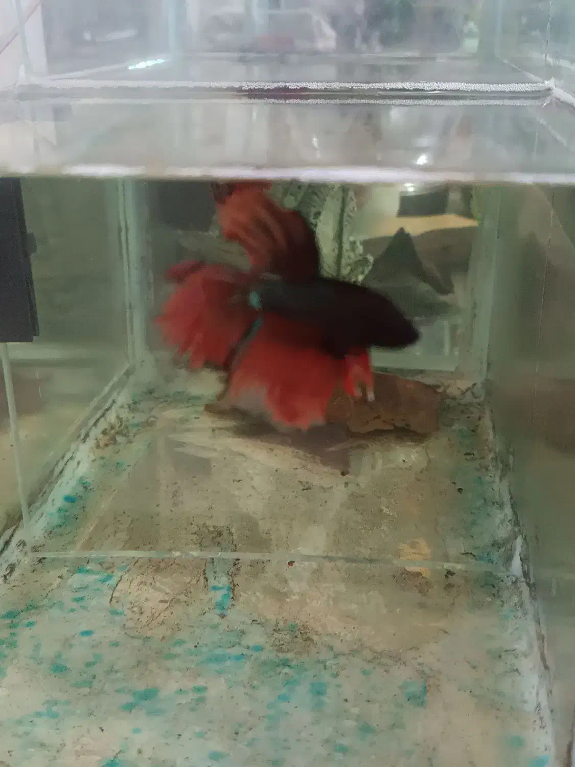 فایتر|ماهی|تبریز, |دیوار