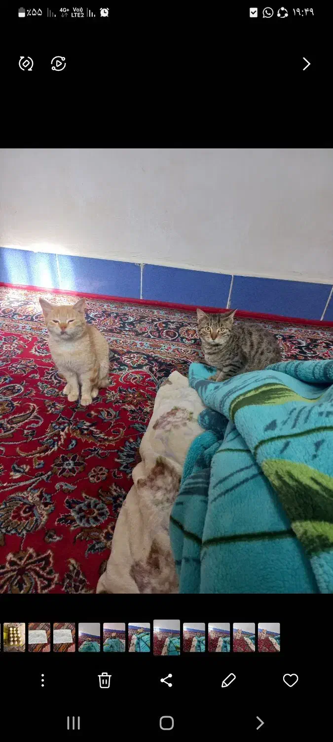 گربه|گربه|چرام, |دیوار