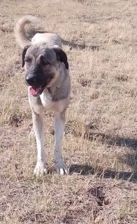 ماده عراق اصل|سگ|ورزقان, |دیوار