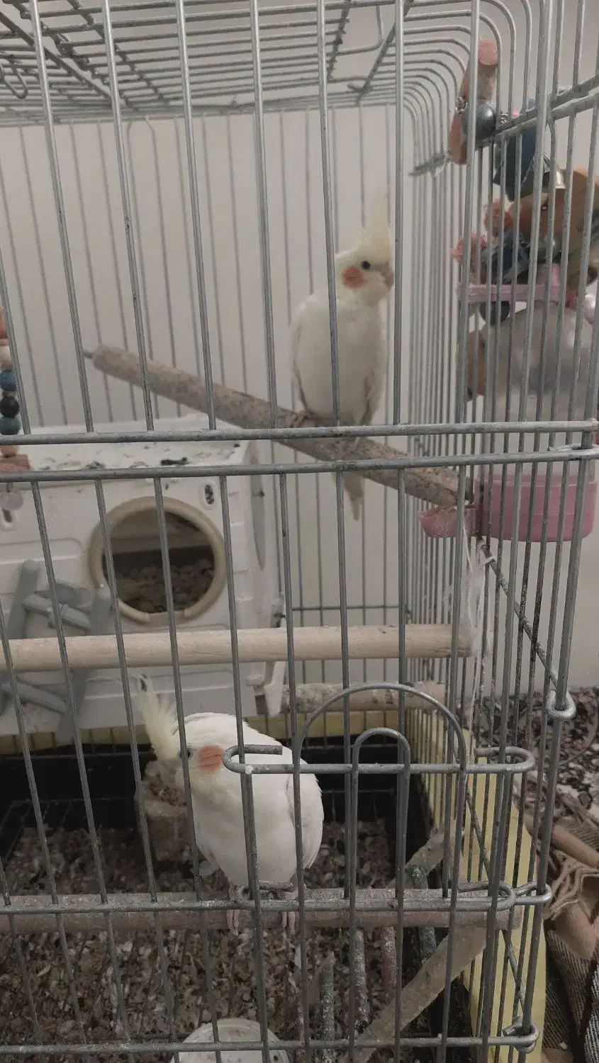 عروس هلندی|پرنده|همدان, |دیوار