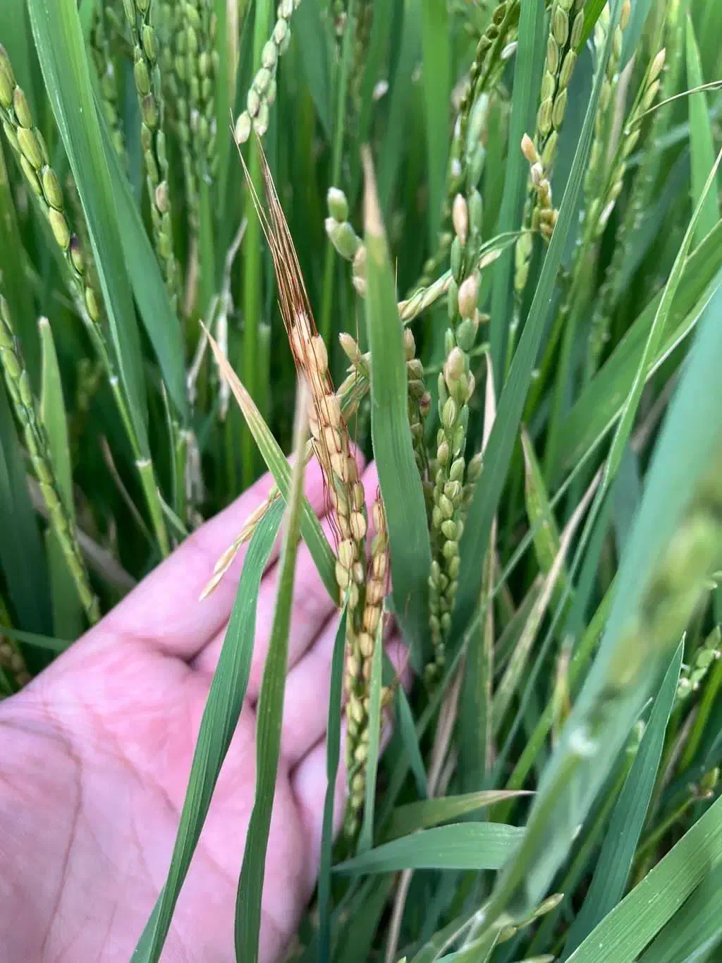 برنج|خوردنی و آشامیدنی|اصفهان, باغ دریاچه|دیوار