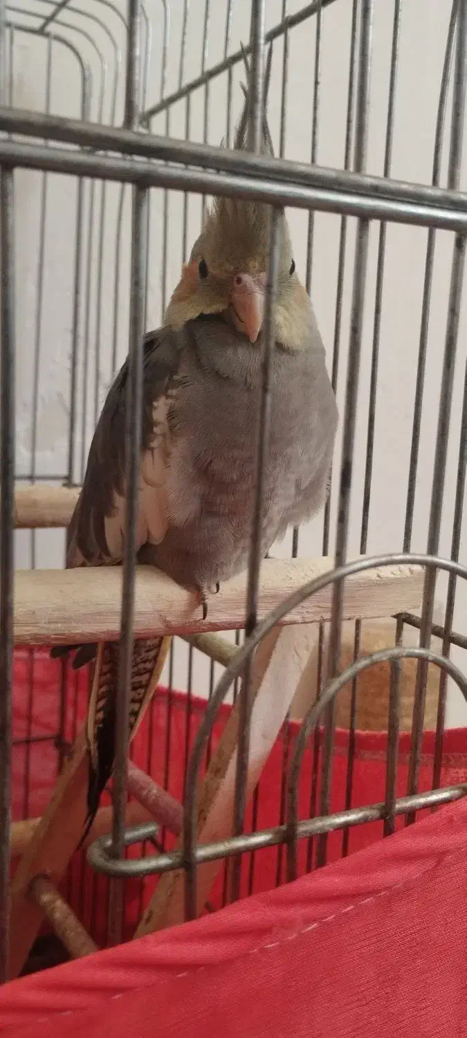 عروس هلندی|پرنده|اسلام‌شهر, مظفریه|دیوار