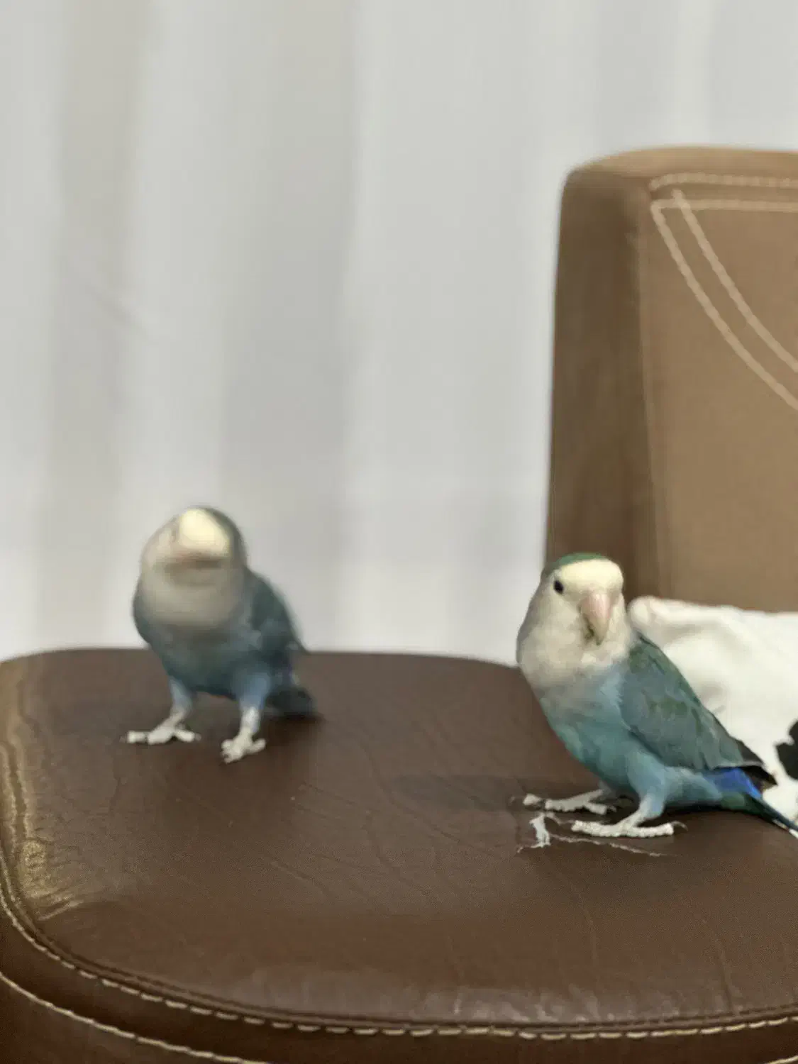 طوطی برزیلی جفت(دستی)|پرنده|جوانرود, |دیوار