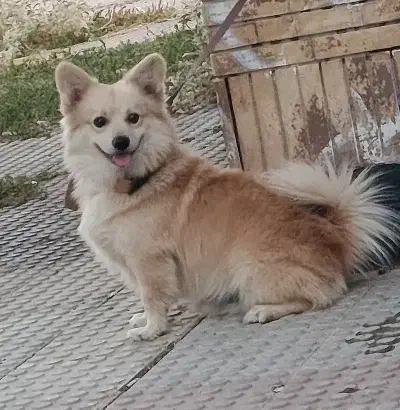 پامر گم شده|سگ|کرمانشاه, |دیوار