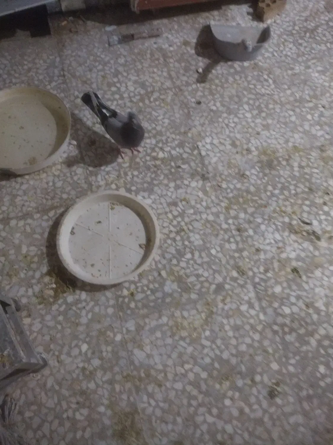 کبوتر گمشده|پرنده|چمران, |دیوار