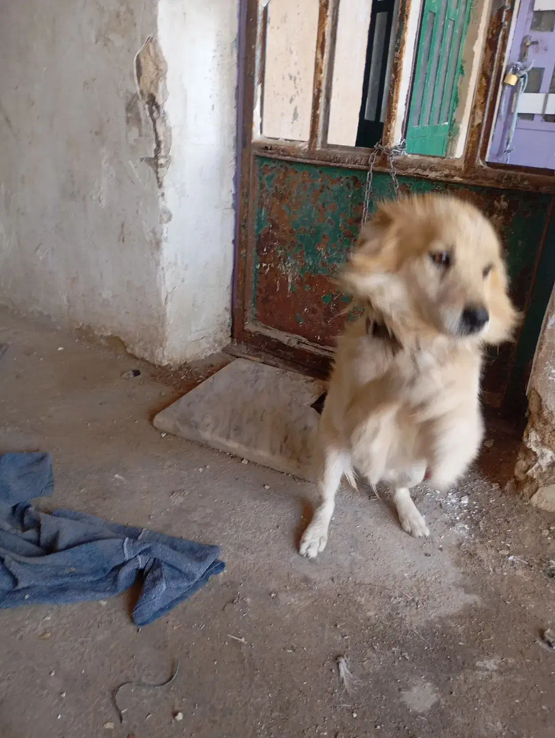 سگ پاکوتاه نر|سگ|خرم‌آباد, |دیوار