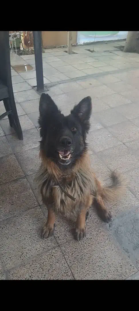 سگ ژرمن ۱ ساله ماده|سگ|ری, امین آباد|دیوار