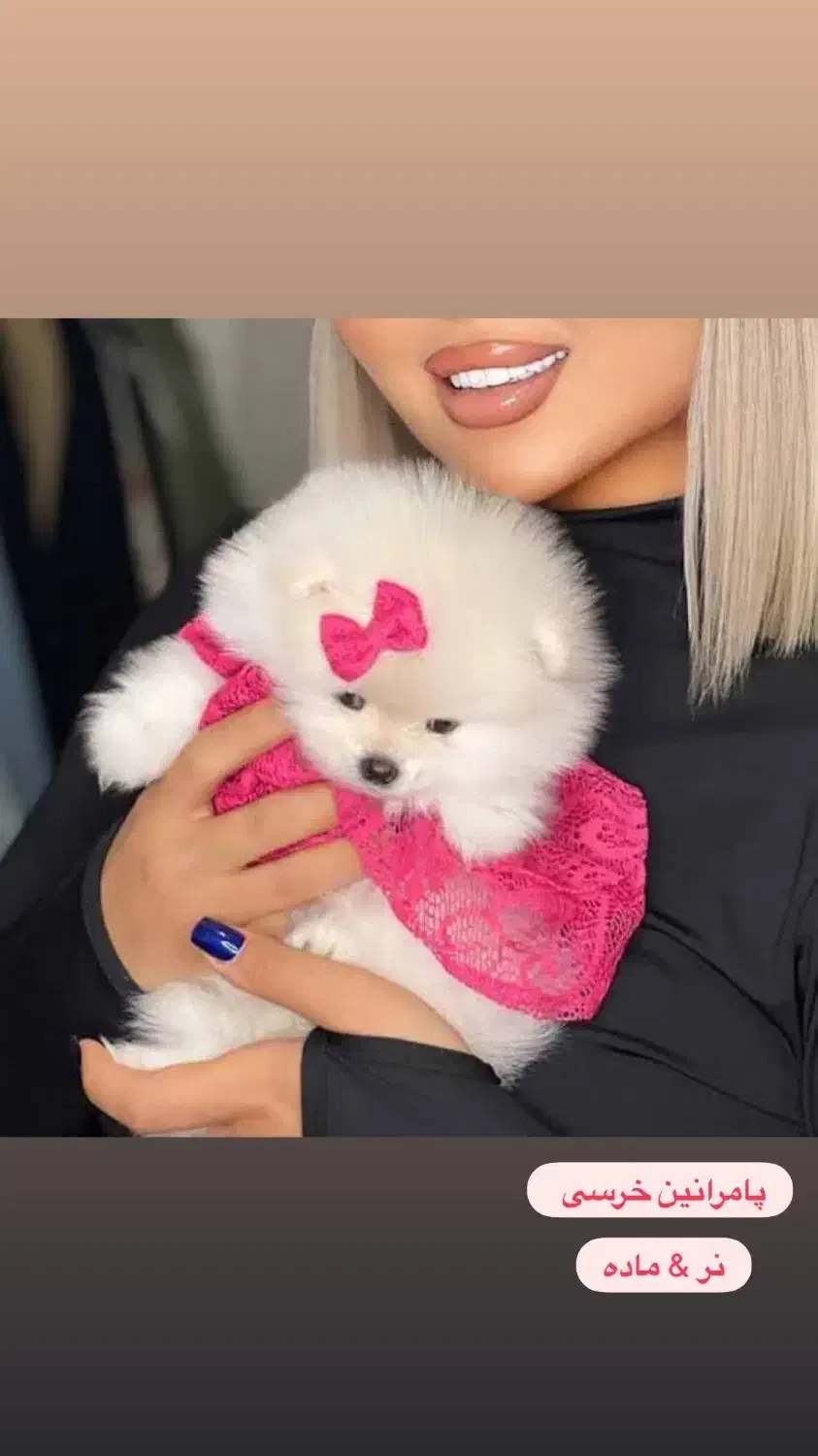 سگ های پامرانین/شیتزو/فنجونی|سگ|شیراز, تاچارا|دیوار