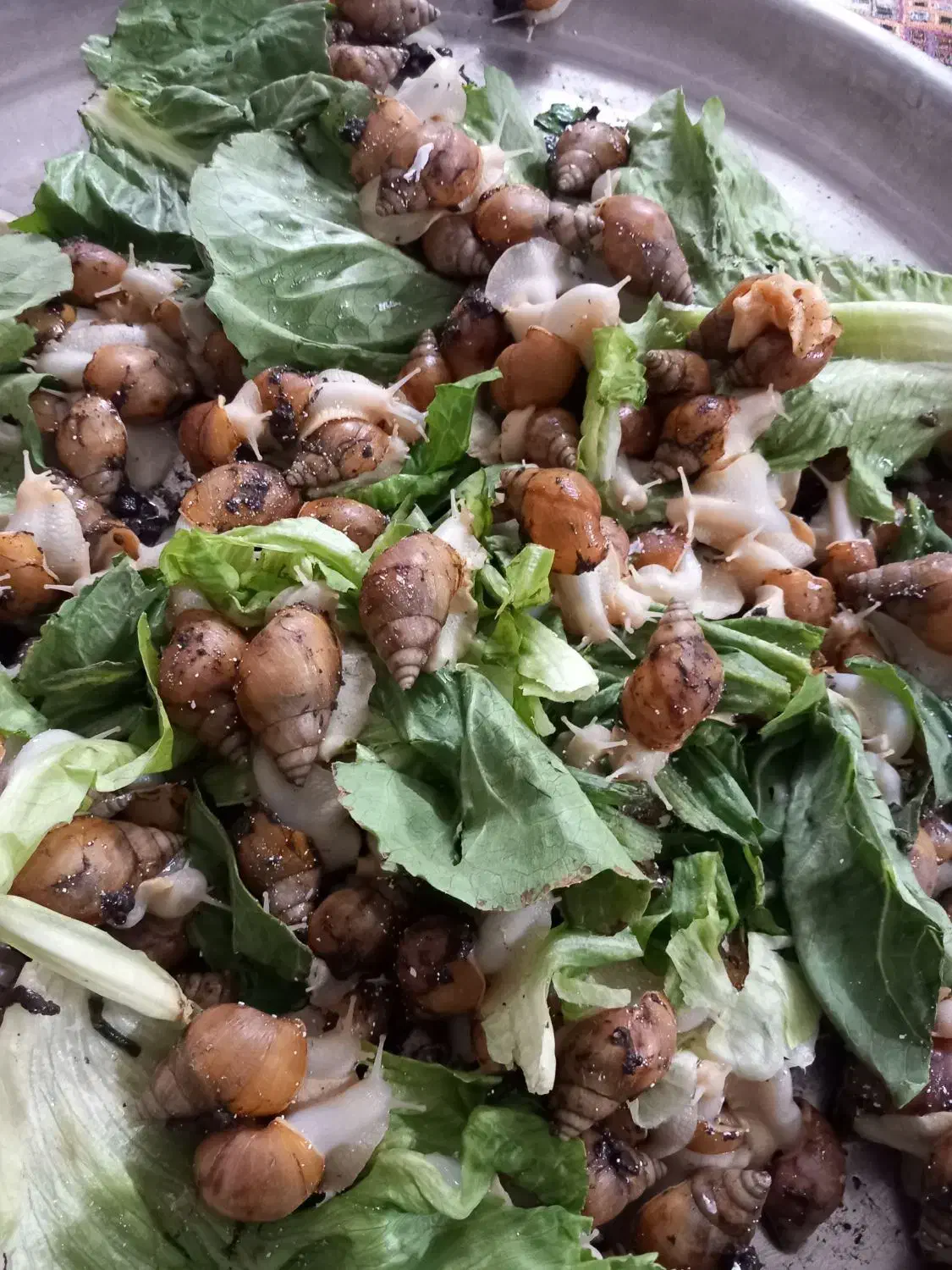 حلزونها|خزنده|تهران, مشیریه|دیوار