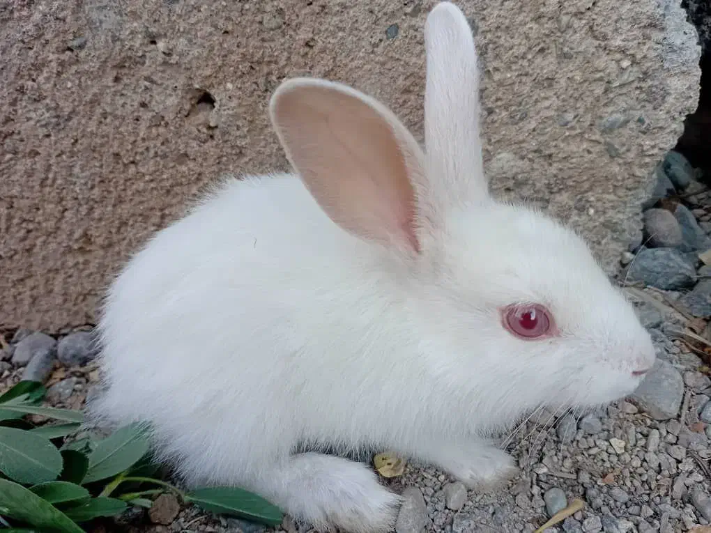 خرگوش|موش و خرگوش|جیرفت, |دیوار