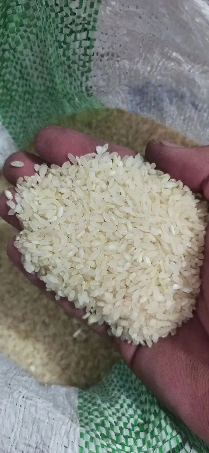 فروش برنج کامفیروزی درجه یک یک|خوردنی و آشامیدنی|شیراز, شهرک گلستان شمالی|دیوار