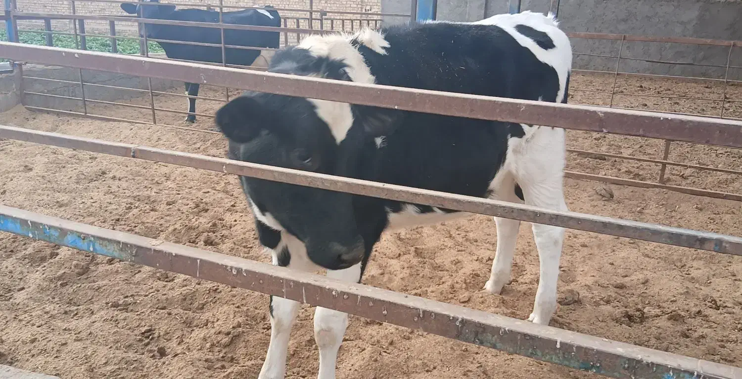 تلیسه پای کل|حیوانات مزرعه|کاشان, دشت لتحر|دیوار