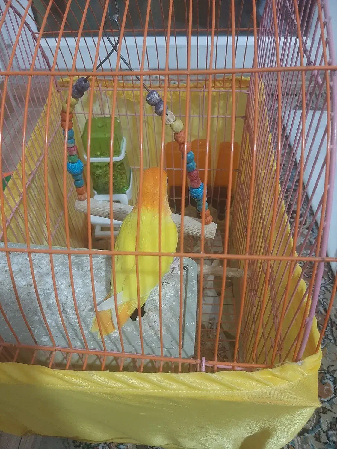 طوطی برزیلی اوپال|پرنده|فردیس, شهرک ارم|دیوار