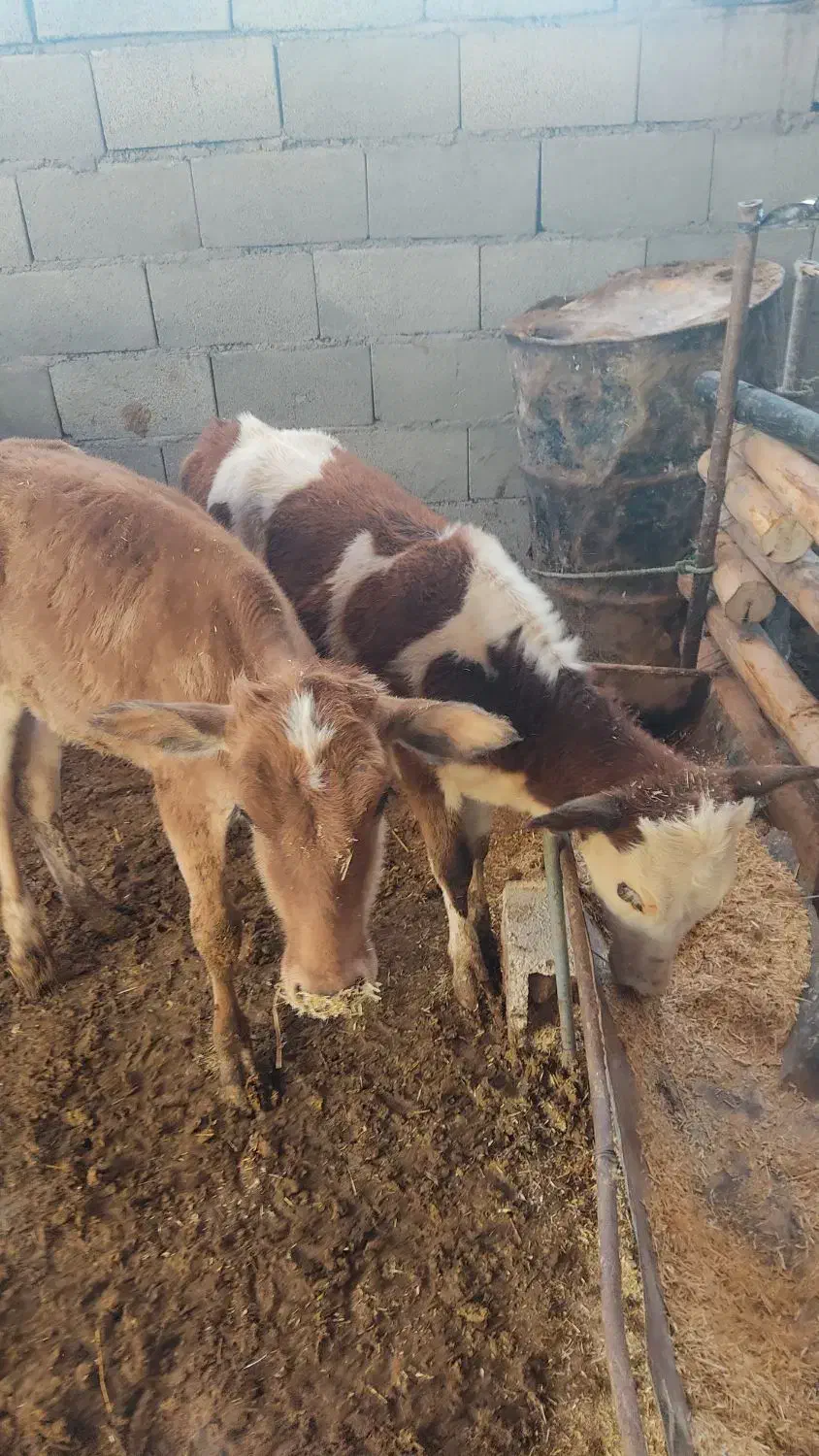 گوساله ماده ۳راس|حیوانات مزرعه|کوهدشت, |دیوار