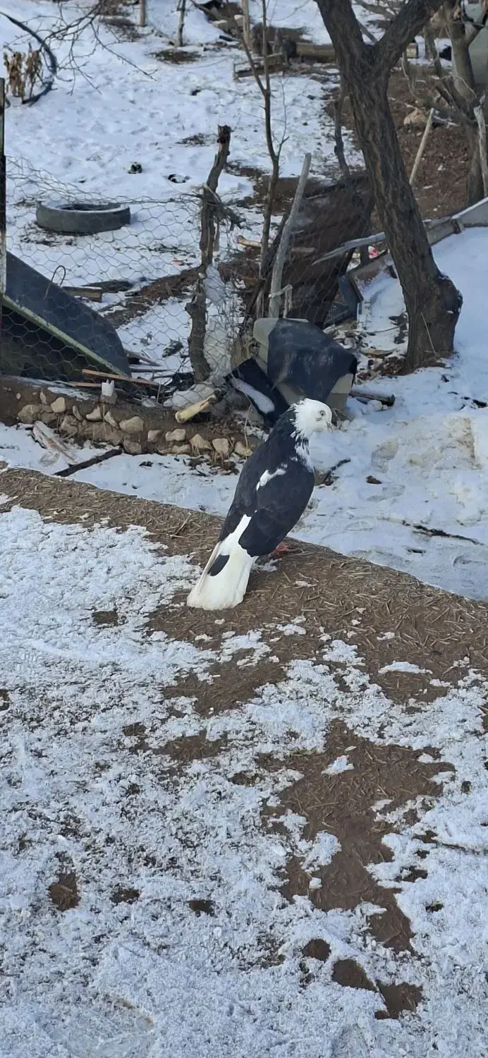 کبوتر پرشی|پرنده|قیدار, |دیوار