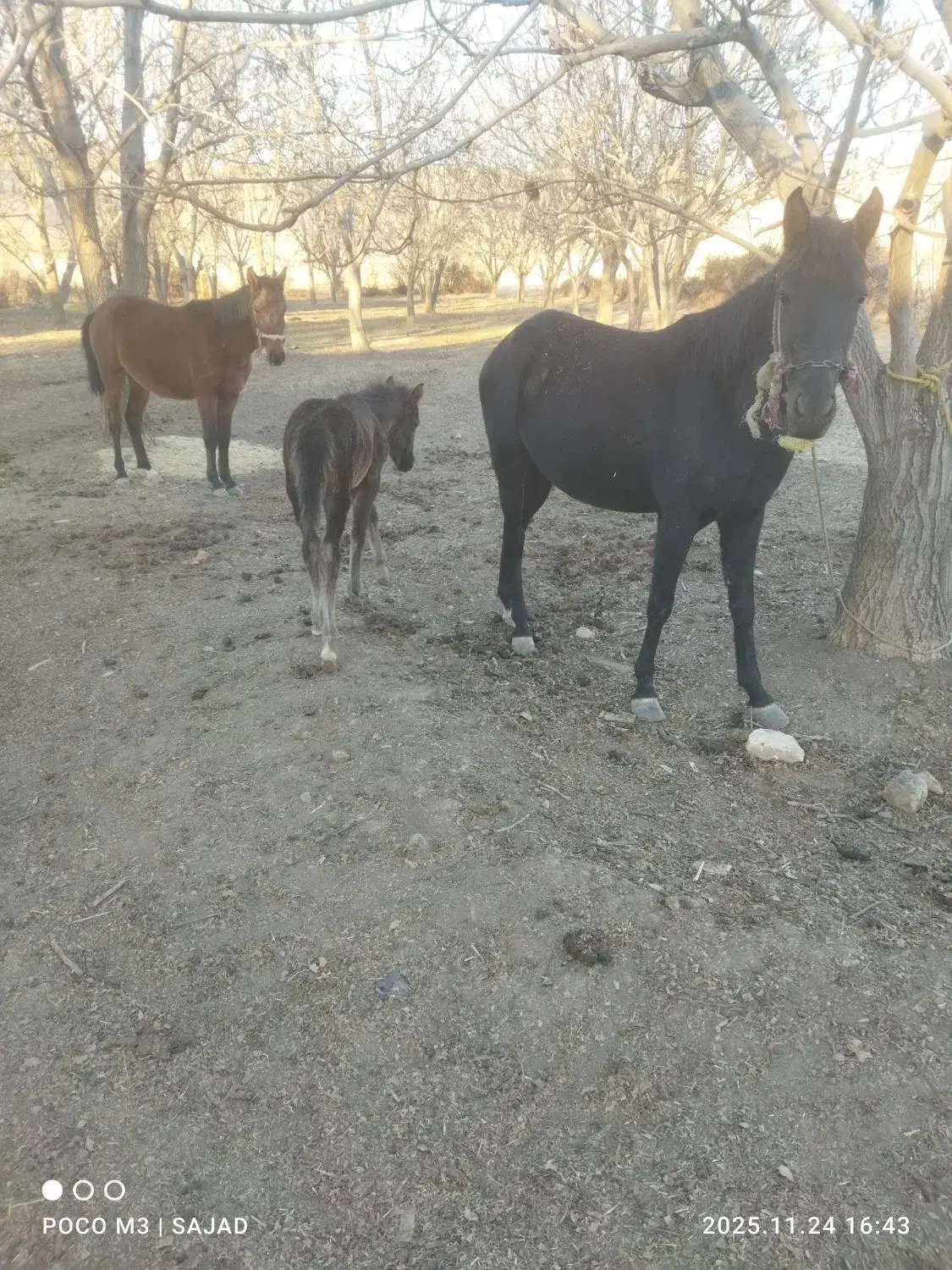 مادیان وکره|اسب و تجهیزات اسب‌سواری|الشتر, |دیوار