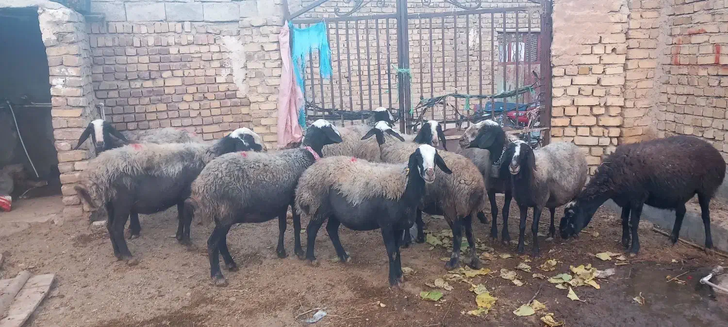 گوسفند میش اصیل شال دوقلو زا|حیوانات مزرعه|دهگلان, |دیوار