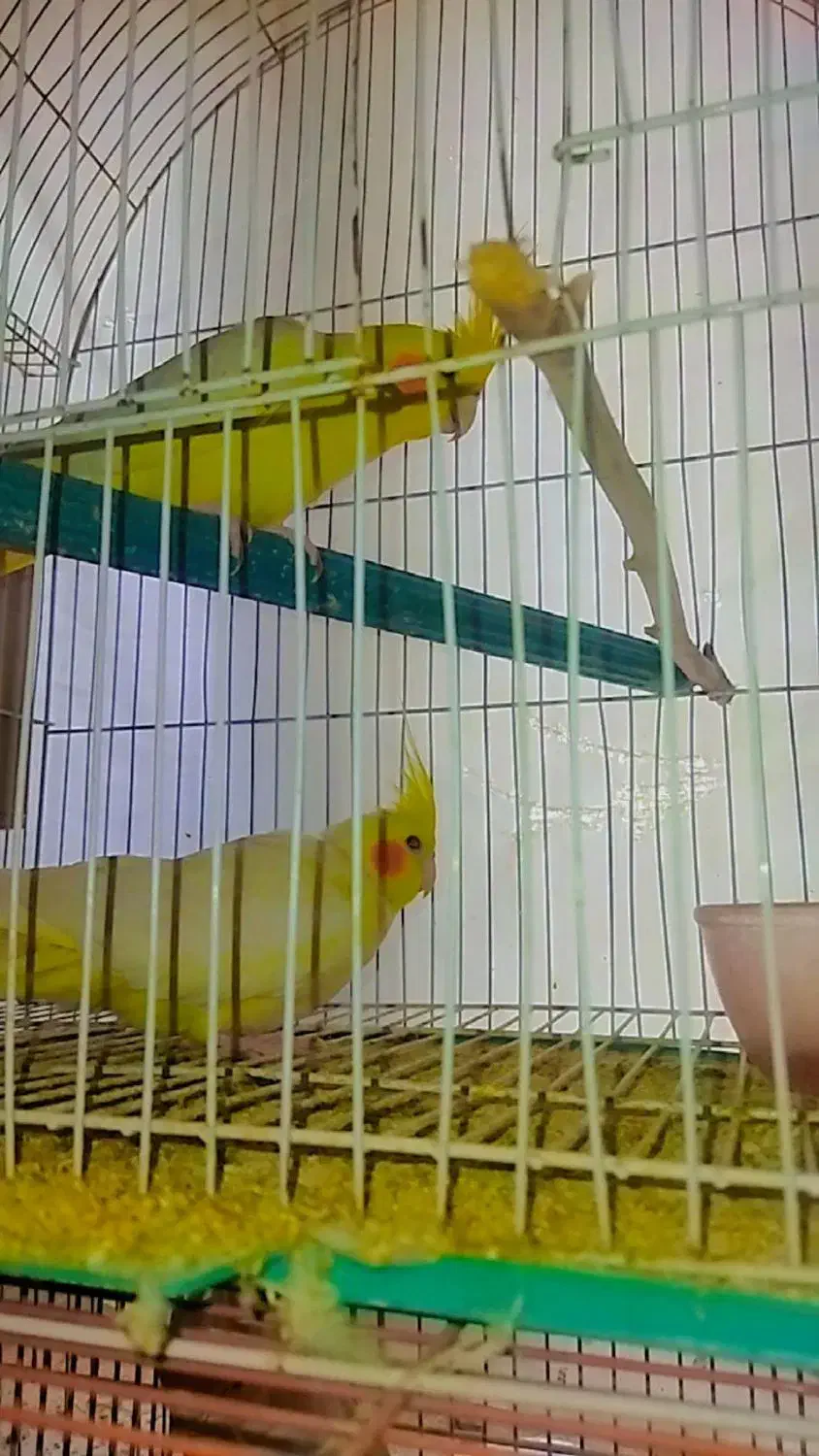 عروس مولد|پرنده|گنبد کاووس, |دیوار