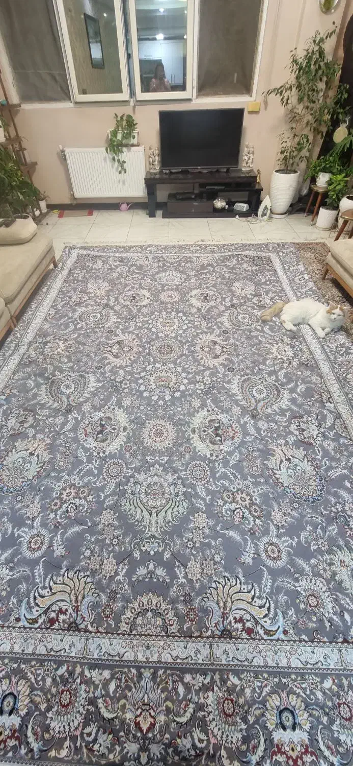 روفرشی کشدار در حد نو|روفرشی|شیراز, ریشمک|دیوار