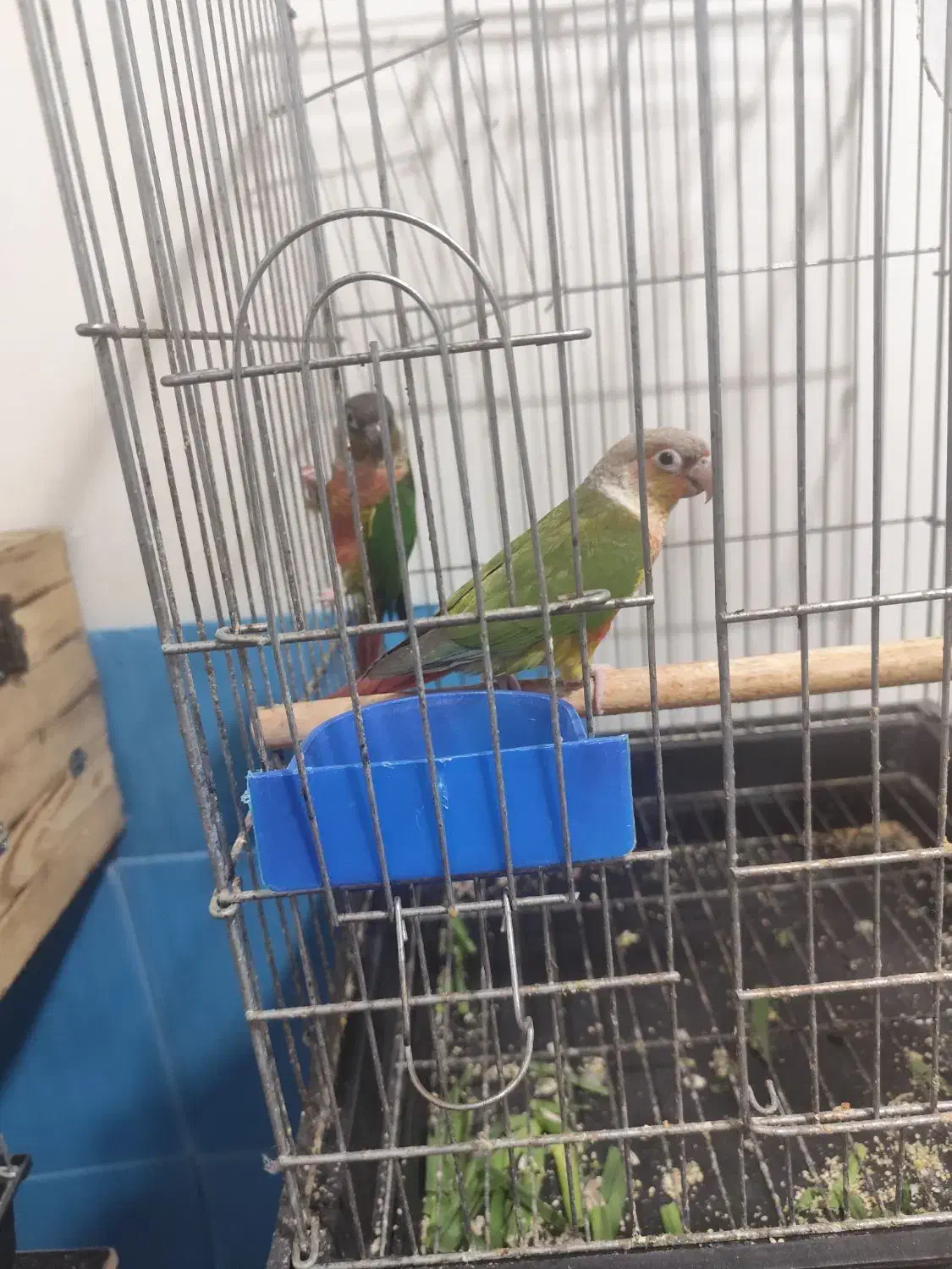 گرینچیک مولد|پرنده|شیراز, کوشک میدان|دیوار