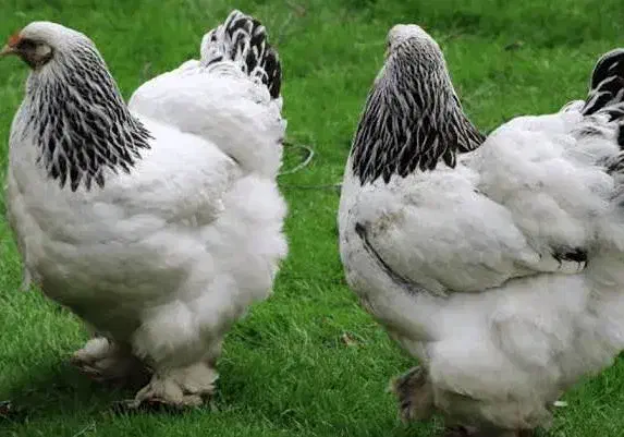 جوجه برهما|حیوانات مزرعه|هشتگرد, هیو|دیوار