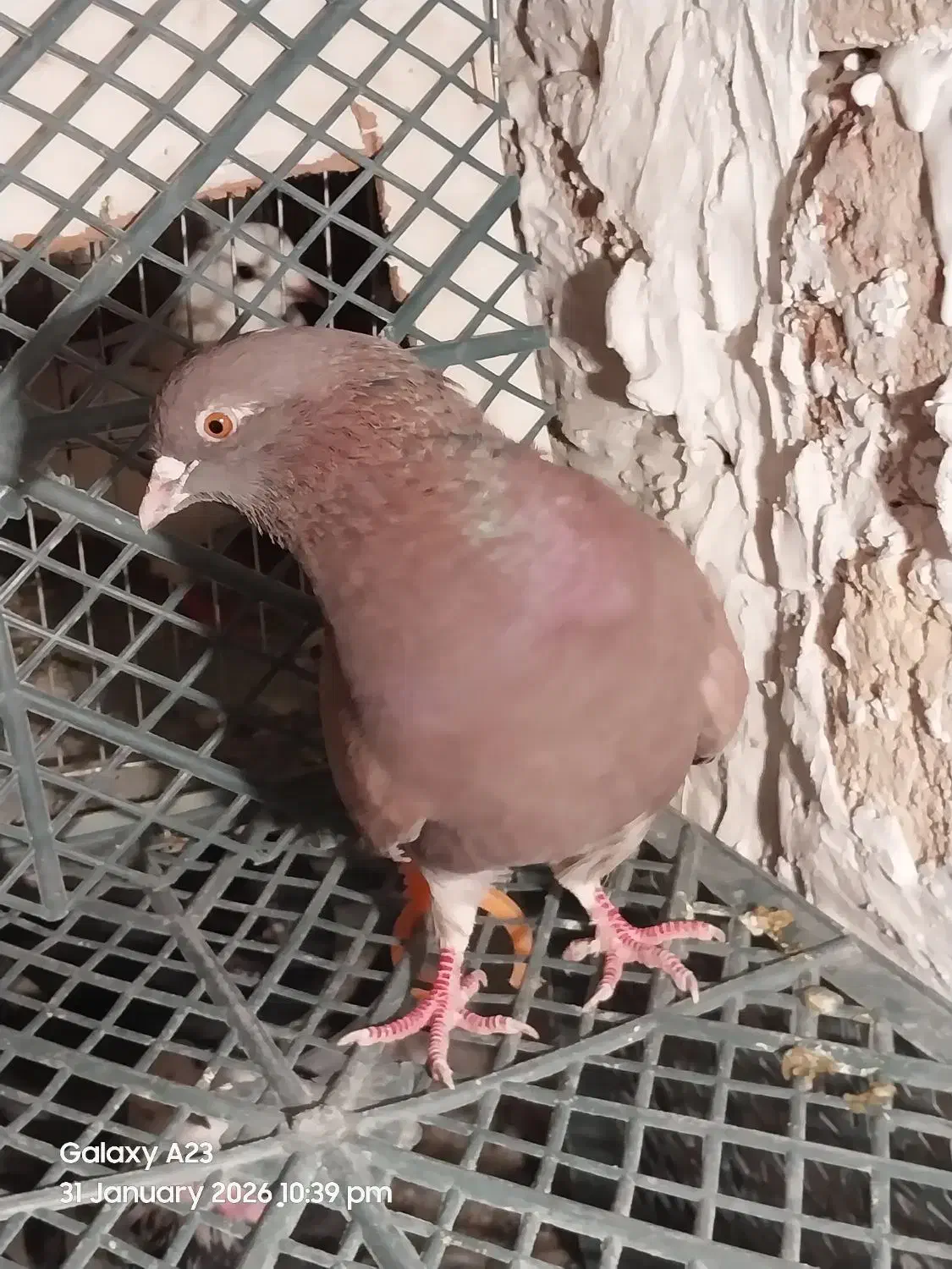 کبوتر پرشی|پرنده|نسیم‌شهر, |دیوار