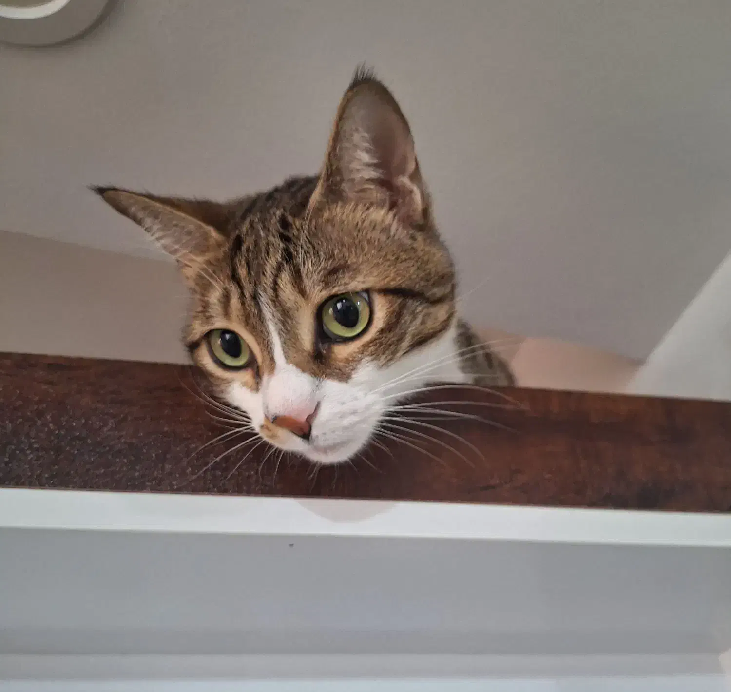 واگذاری|گربه|رشت, کوی حسینی|دیوار