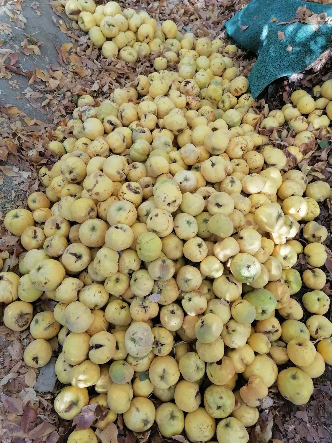 میوه به(بی)|خوردنی و آشامیدنی|موچش, |دیوار