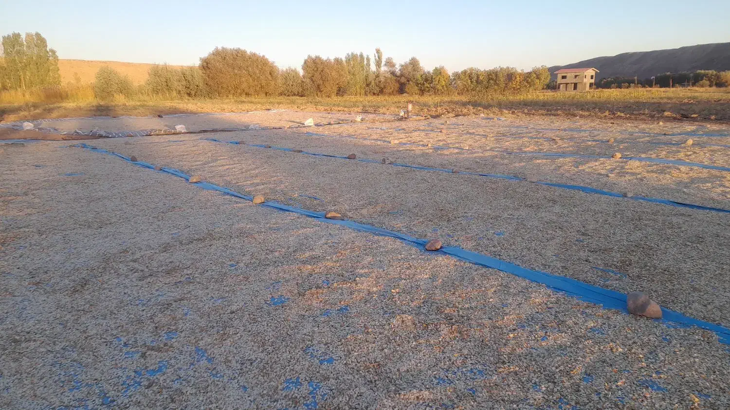 کدوآجیلی امساله درجه یک توپور حدود۱۵تن|عمده‌فروشی|هشترود, |دیوار