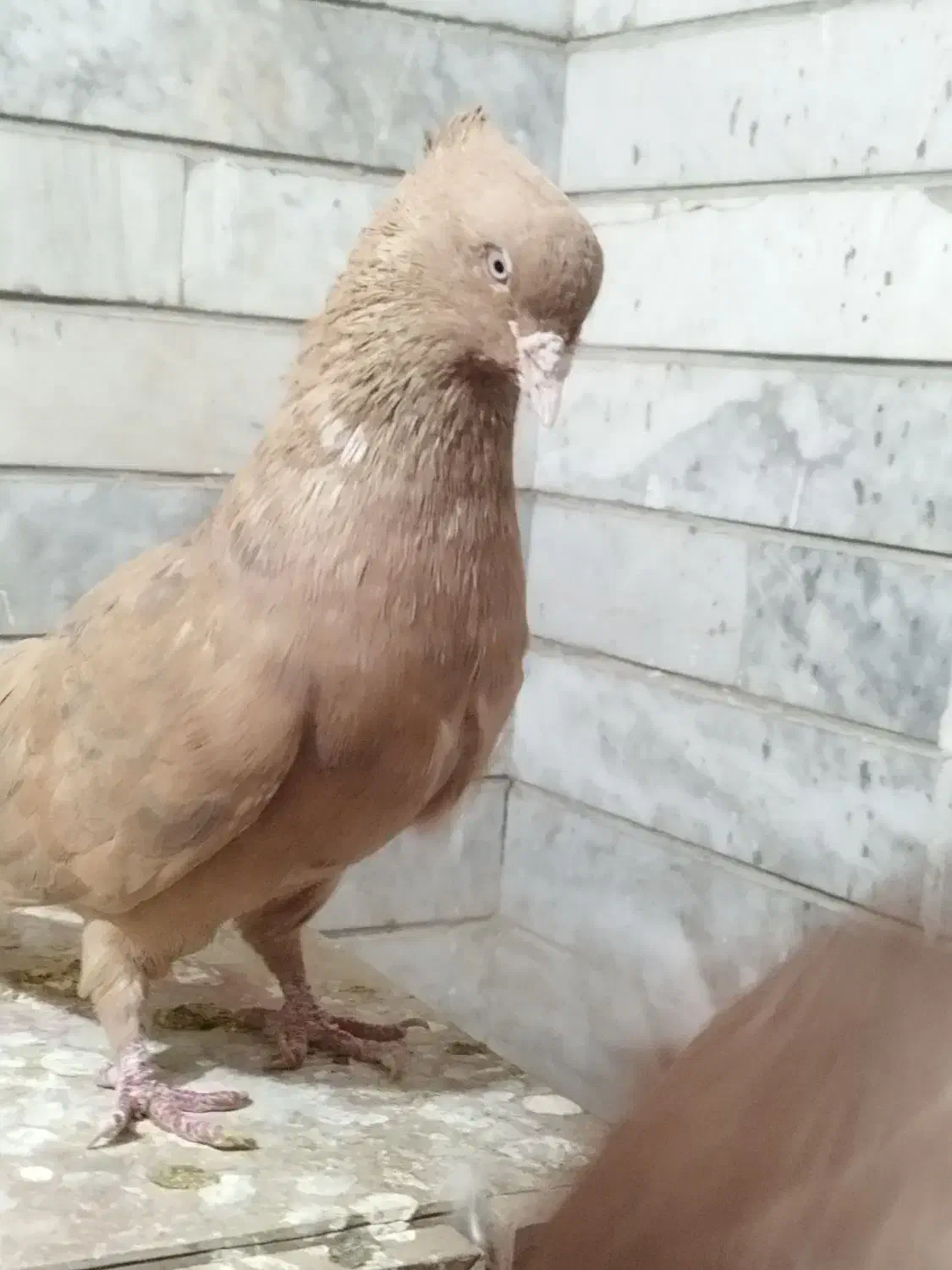 جفت زرد دم سفید خال سیاه با ماده سرخ دم سفید|پرنده|بهبهان, |دیوار