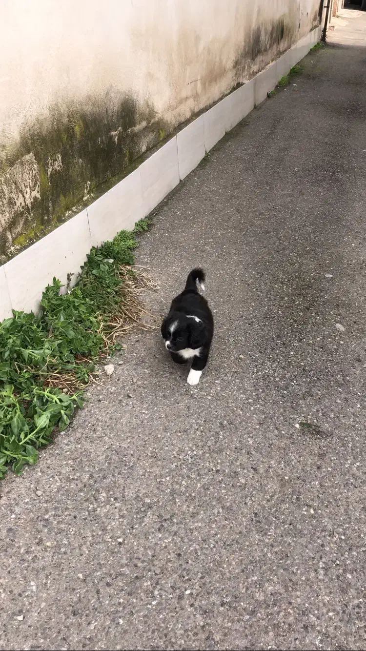 واگذاری سگ پودل|سگ|رشت, حمیدیان|دیوار