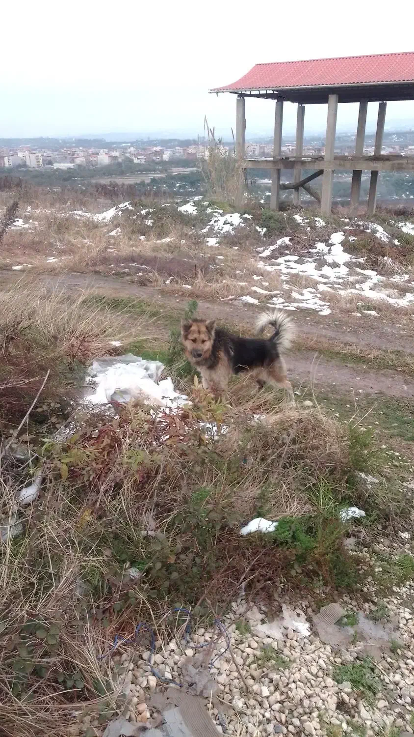 سگ ژرمن شولاین هیولا|سگ|قائم‌شهر, |دیوار