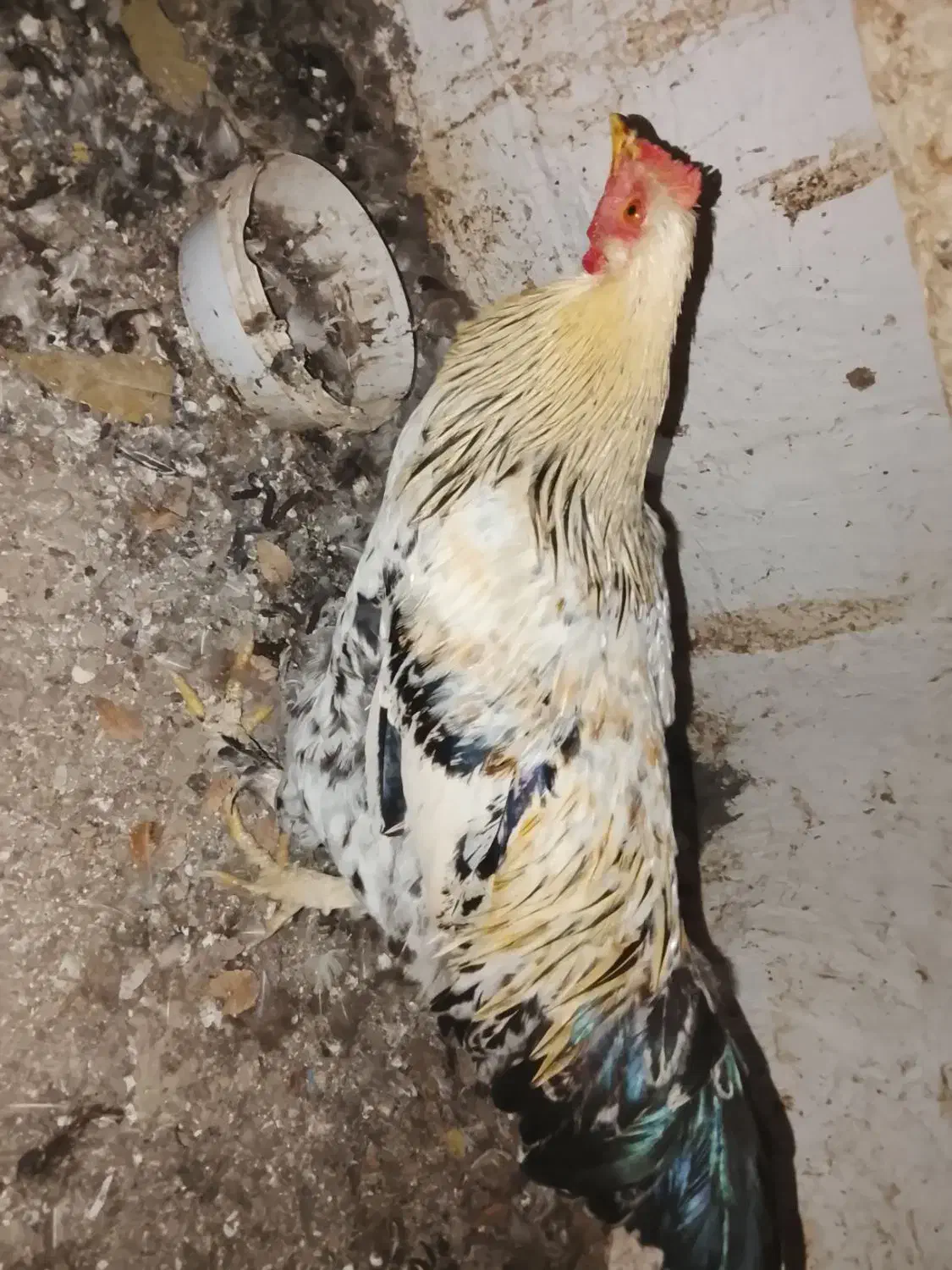 خروس محلی دورگ|حیوانات مزرعه|مرزنآباد, |دیوار