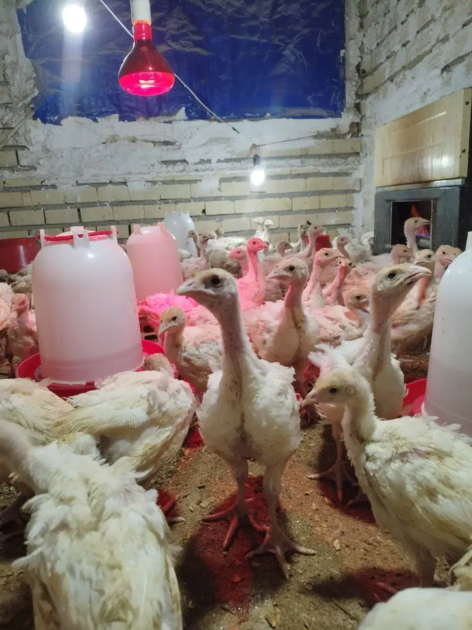 جوجه بوقلمون یک ماهه بیوتی|حیوانات مزرعه|اصفهان, امین‌آباد|دیوار