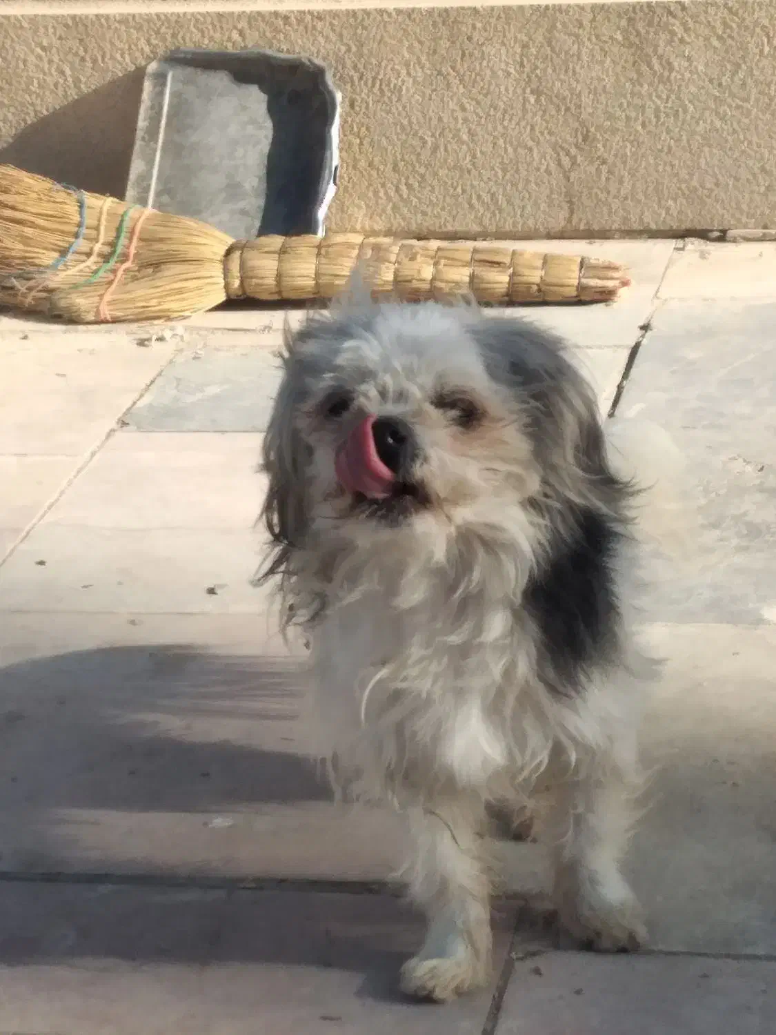 سگ پاپی|سگ|خمینی‌شهر, |دیوار