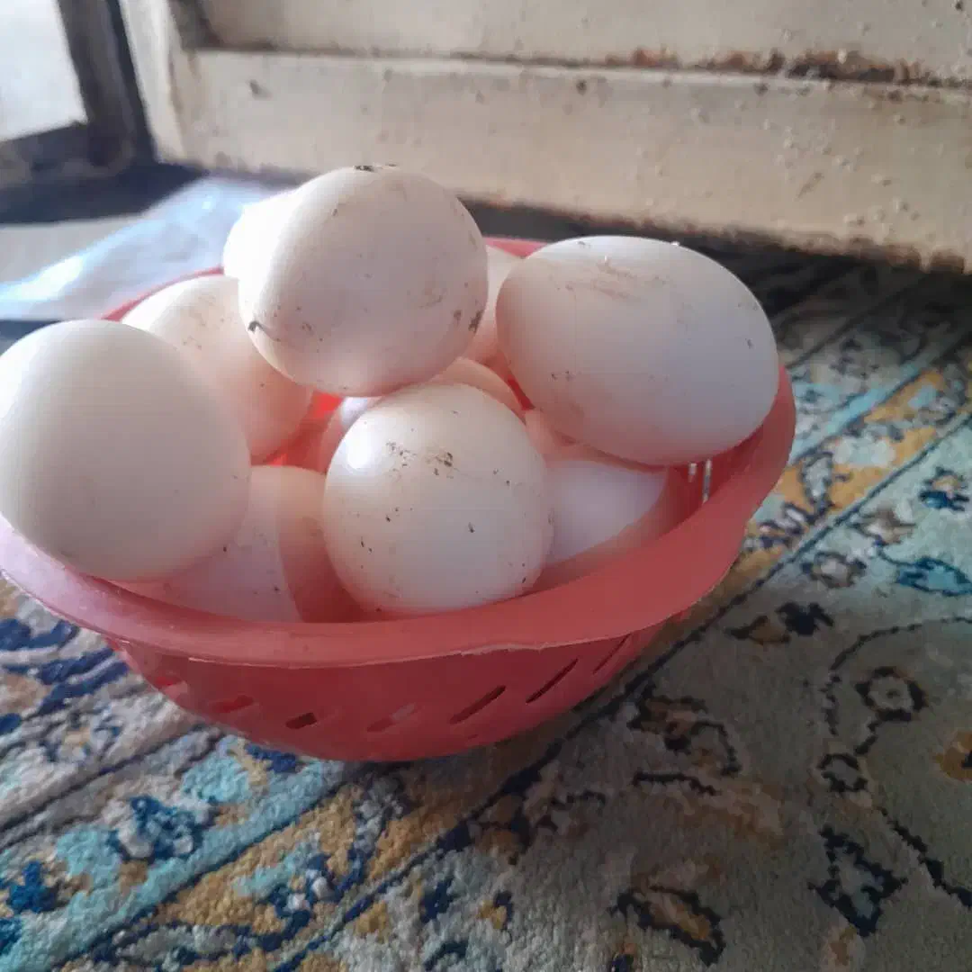 تخم مرغ|خوردنی و آشامیدنی|اهواز, ملاشیه|دیوار