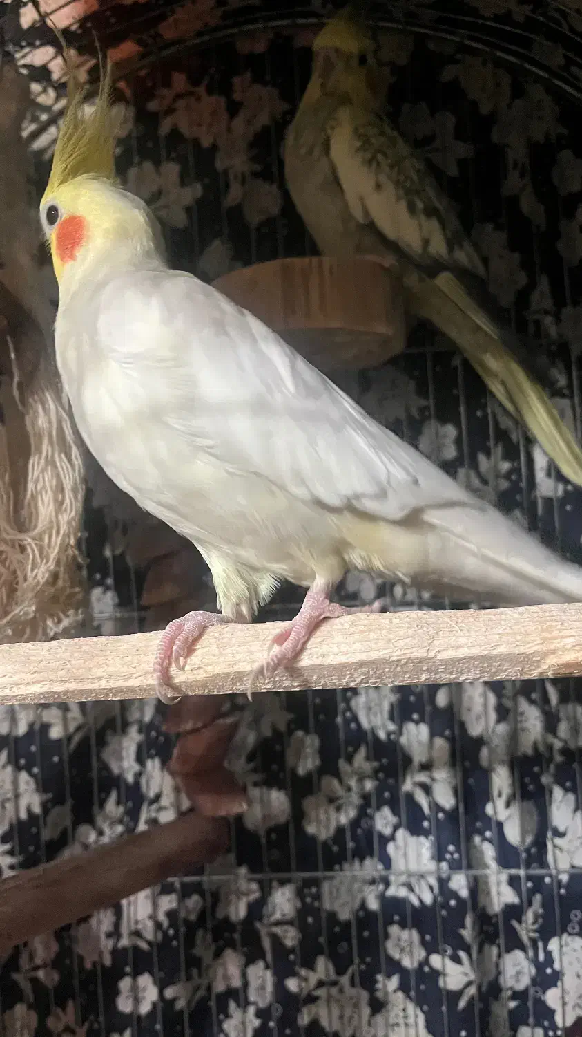 2 عدد عروس هلندی نر|پرنده|رودسر, |دیوار