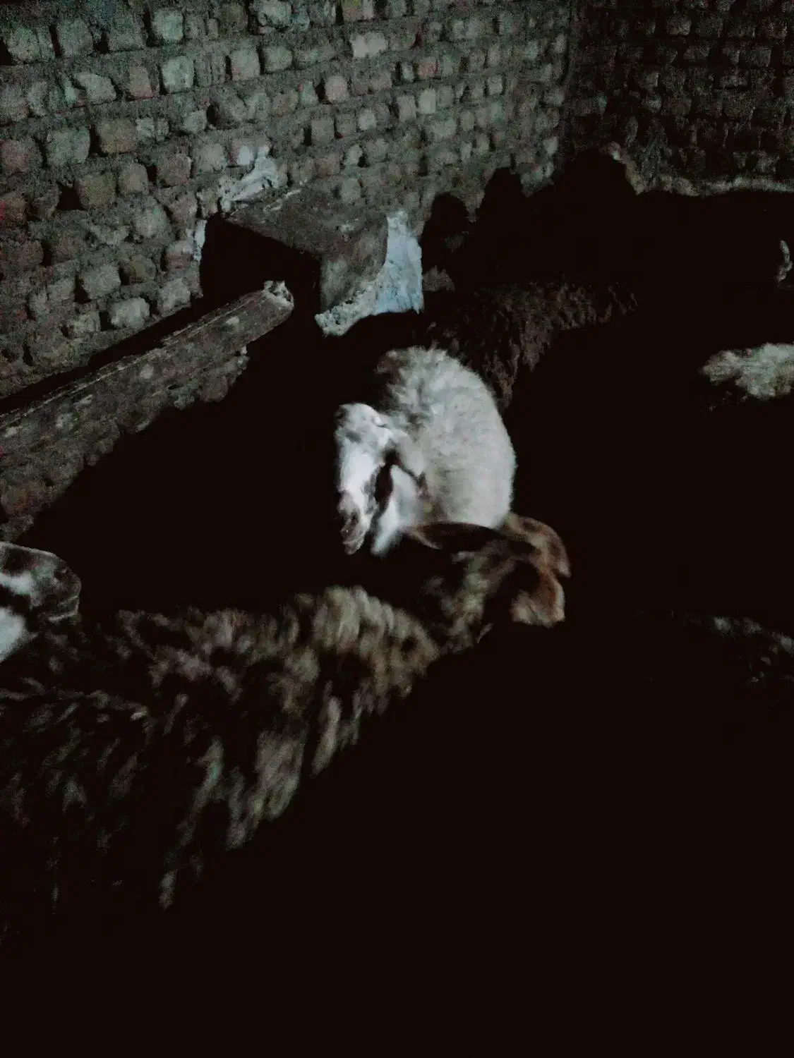 سلام ی راس میش ابستن|حیوانات مزرعه|زرین دشت (همدان), |دیوار