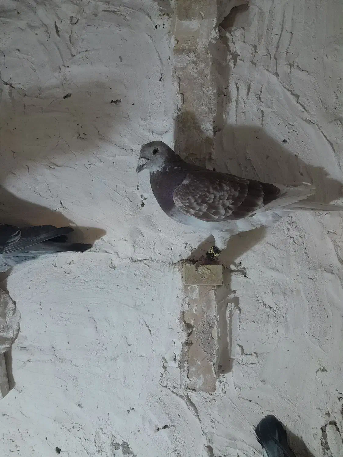 کفتر|پرنده|تربت جام, والفجر|دیوار