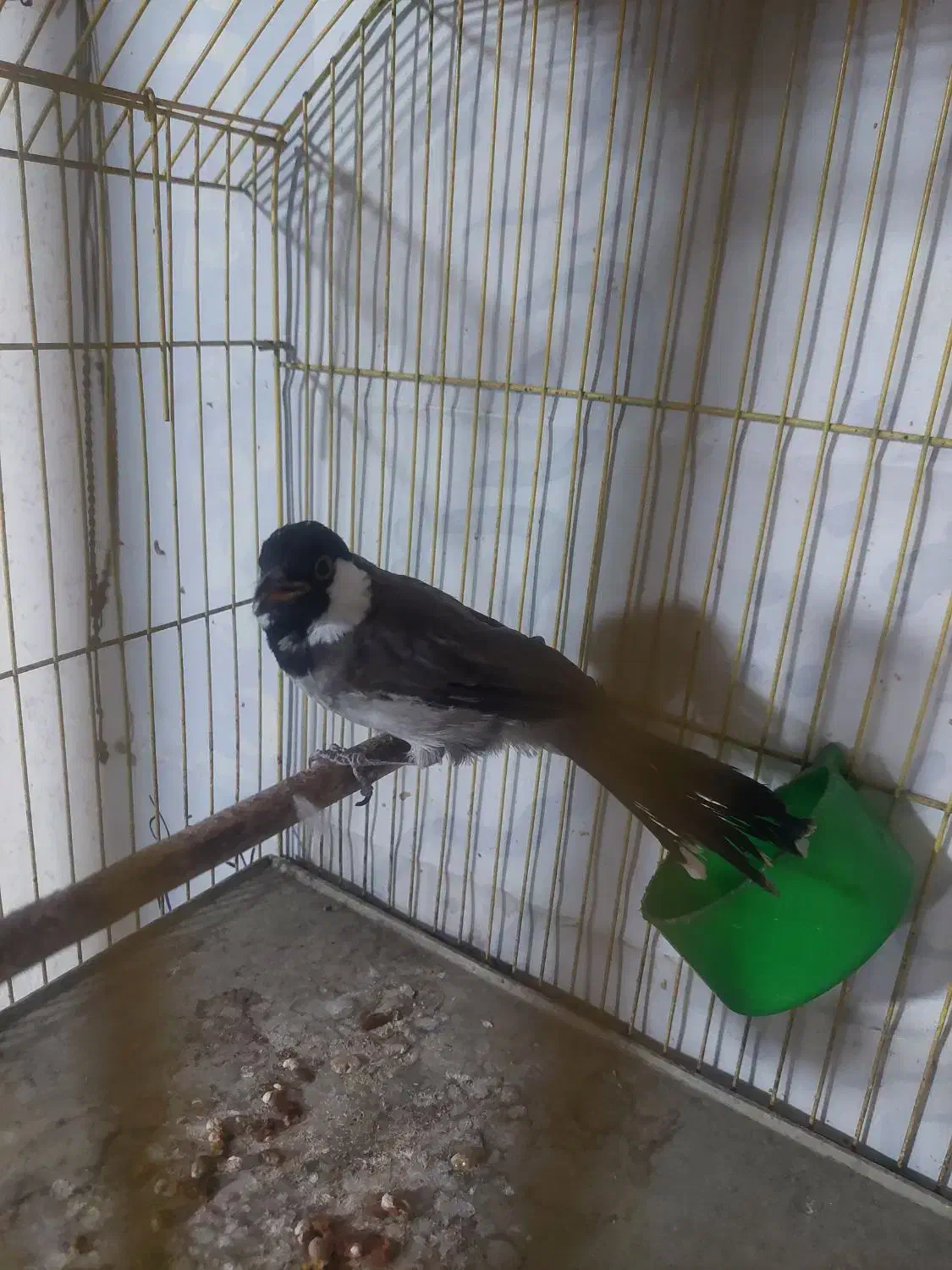 سهره|پرنده|فردیس, شهرک شهید حسینی|دیوار