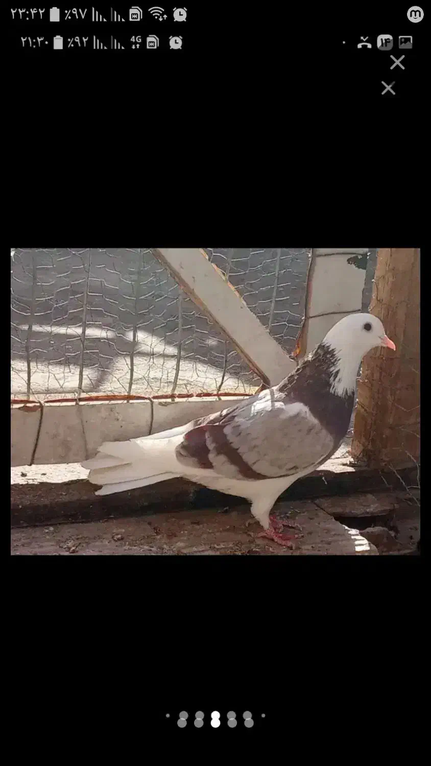 ماده|پرنده|قم, بلوار امین و ساحلی|دیوار