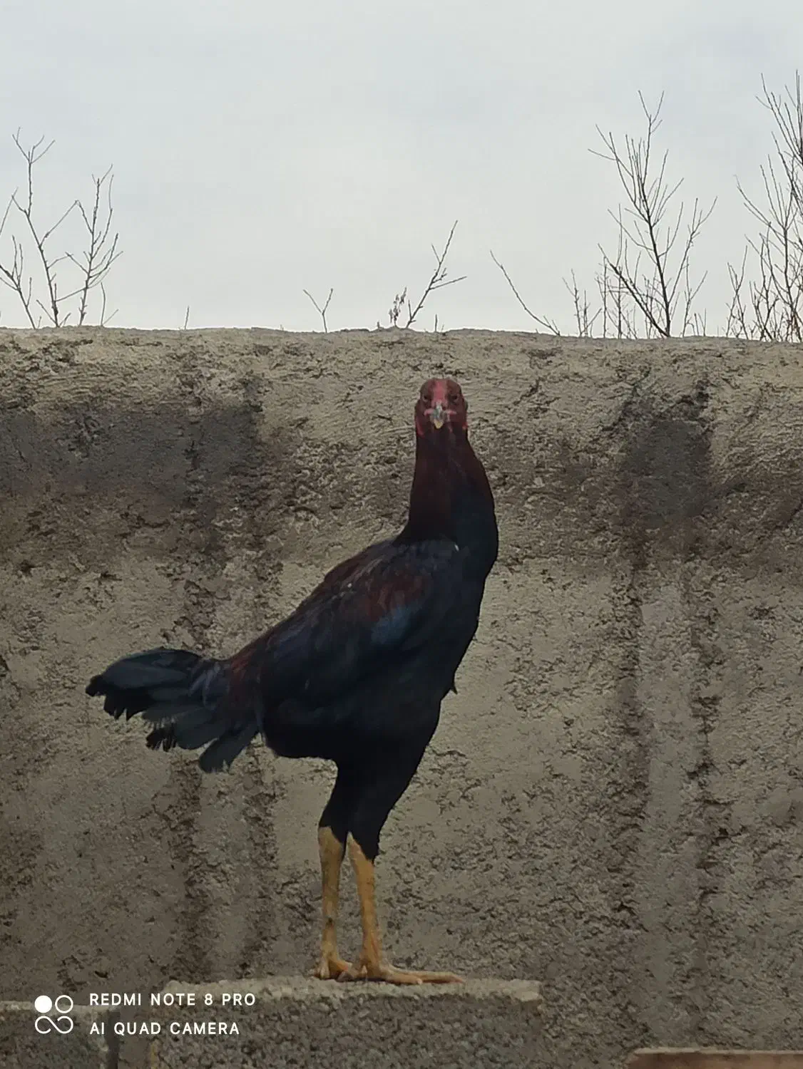 خروس لاری|حیوانات مزرعه|محمدیه-قزوین, |دیوار