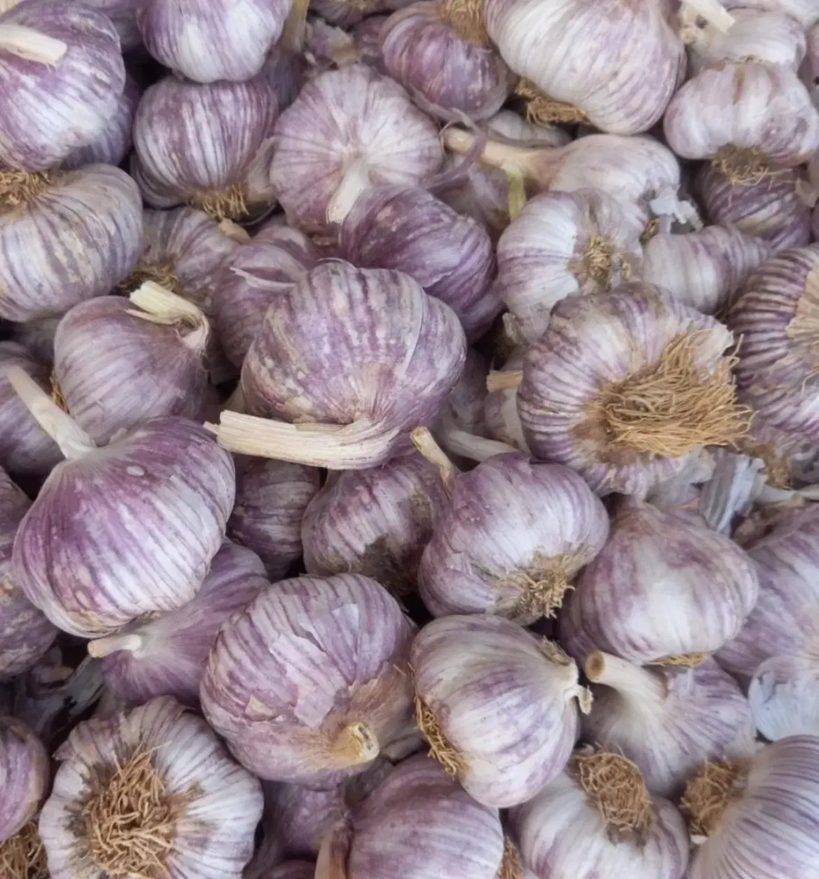 بذر سیر محلی|خدمات باغبانی و درختکاری|ارطه, |دیوار