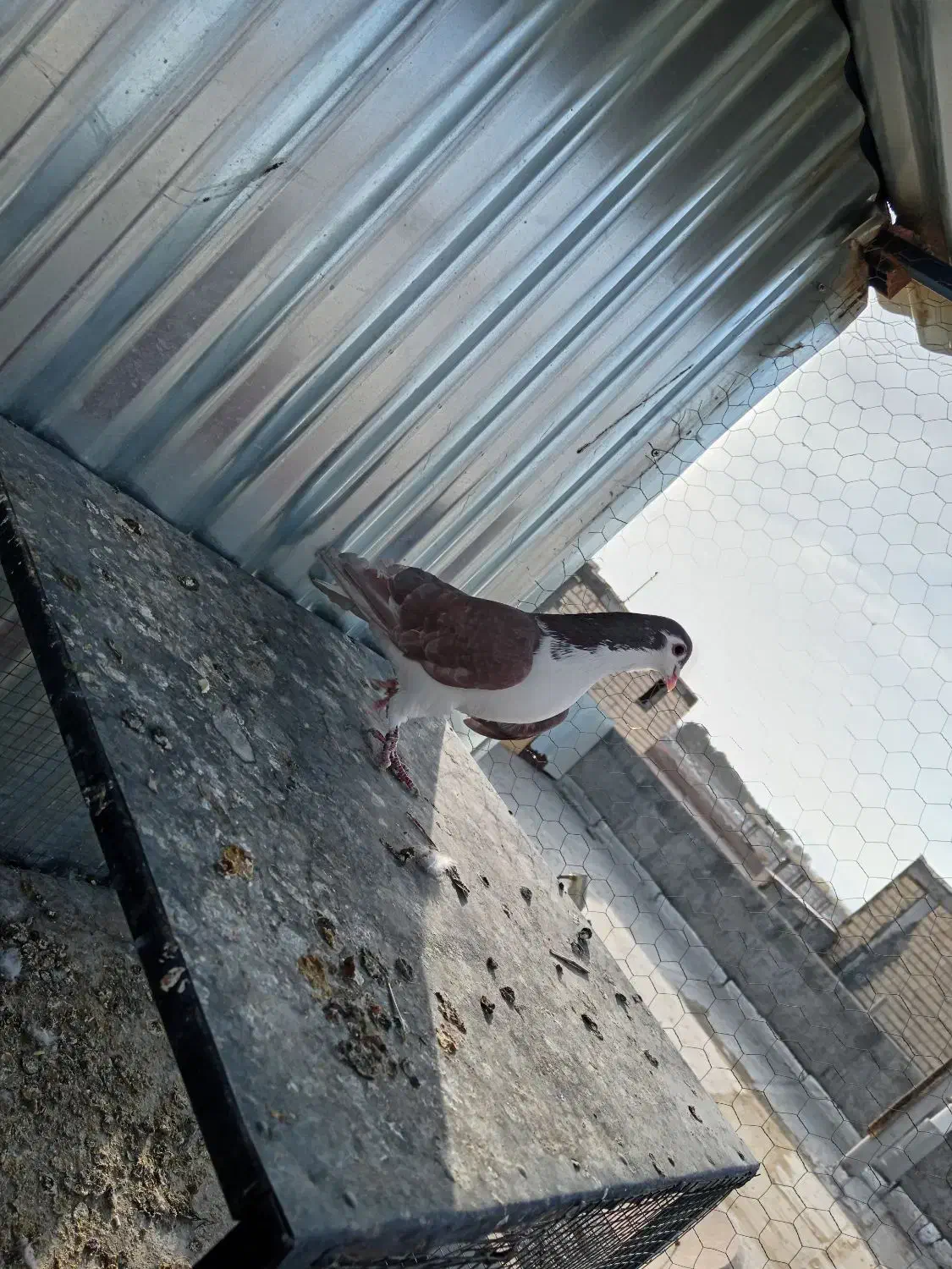 سیاه پشت|پرنده|نجفآباد, شیخ آباد|دیوار