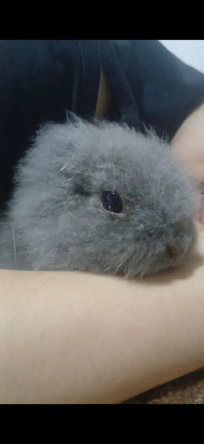 خرگوش لوپ اصل|موش و خرگوش|سرخرود, |دیوار